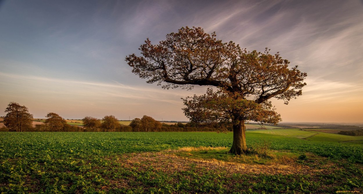 Дерево Утун Геншин