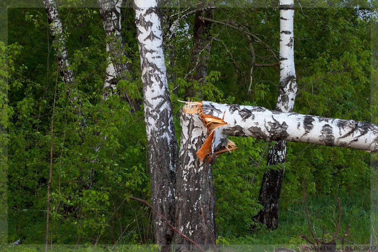 Поваленная береза