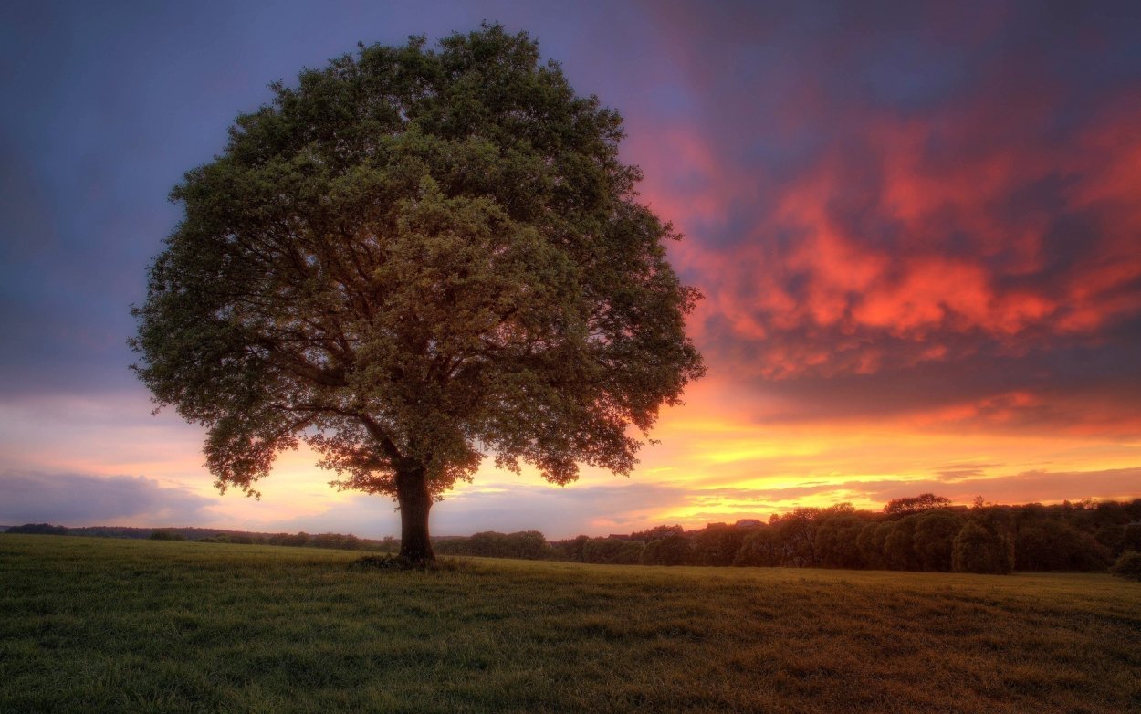 Дерево дуб пирамидальный