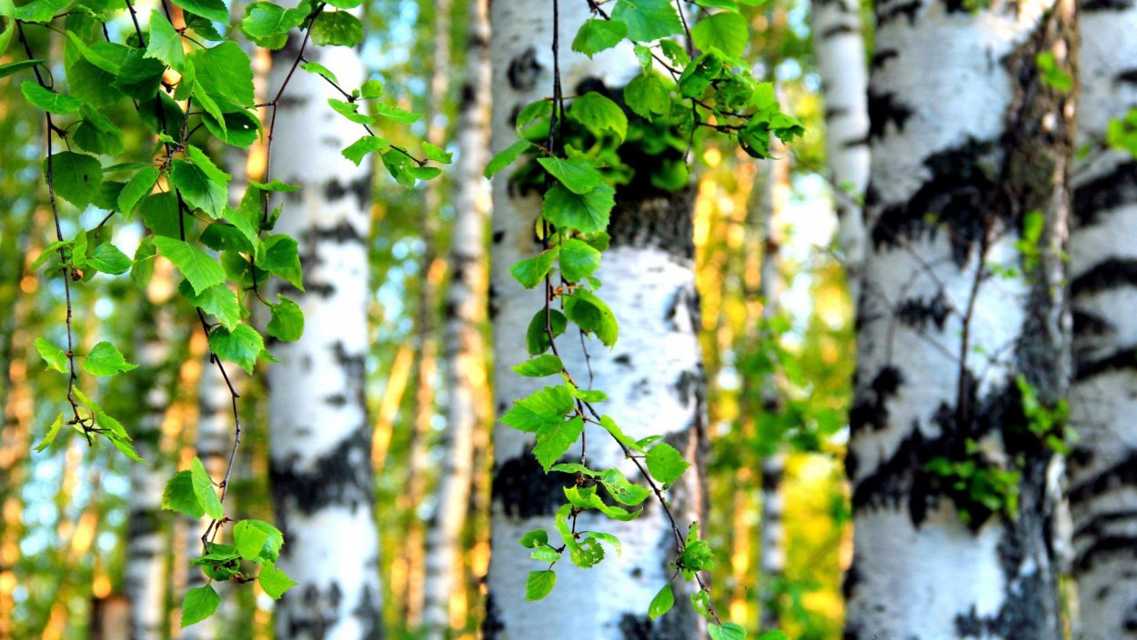 Береза береза березушка бела