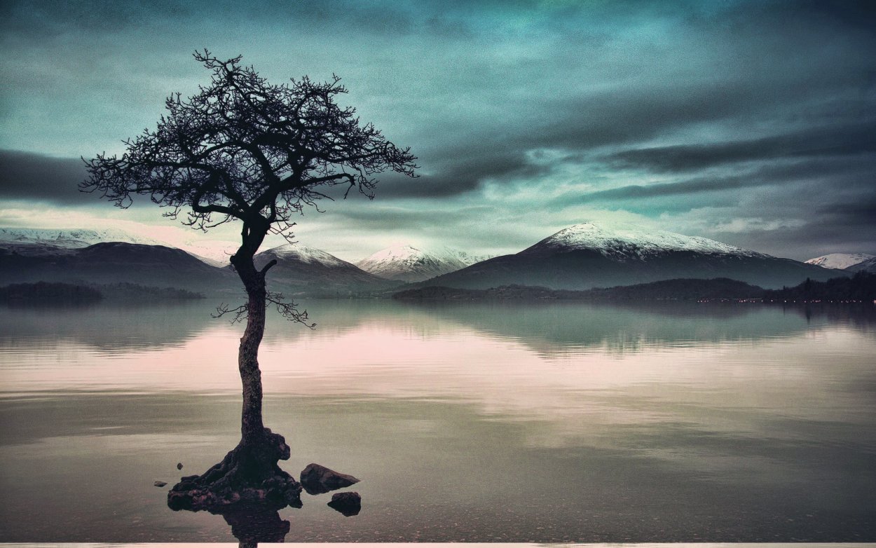 Саванна Калахари дерево