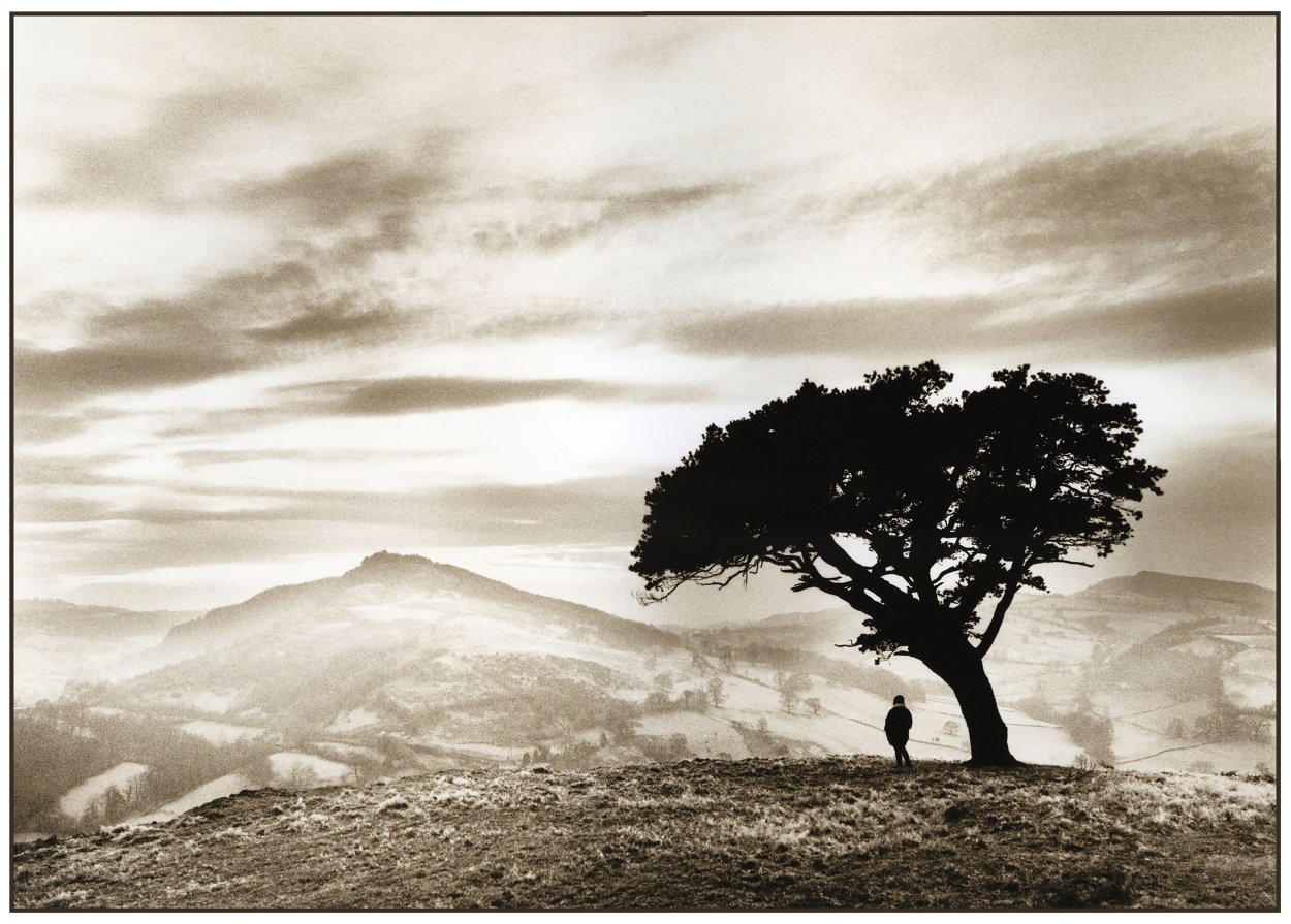 Старая сосна на скале, Saxon, Швейцария