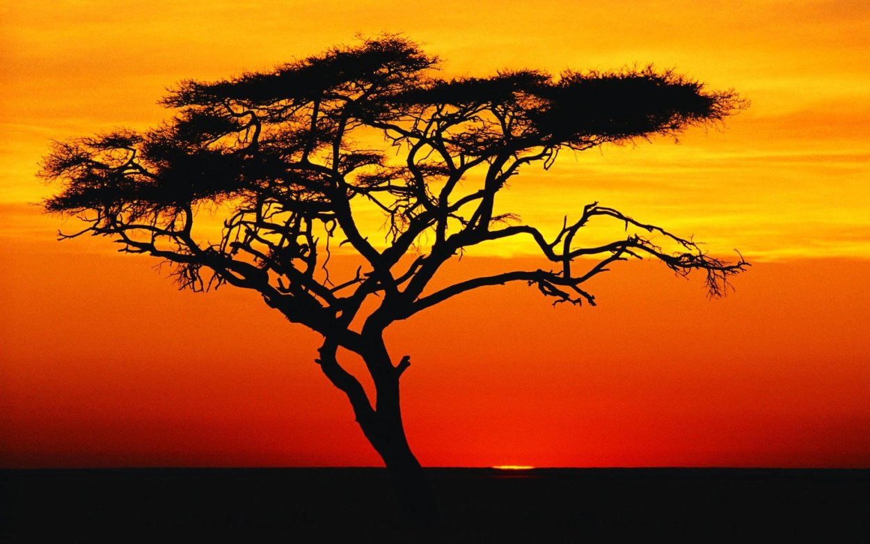 Акация пустыни Африки