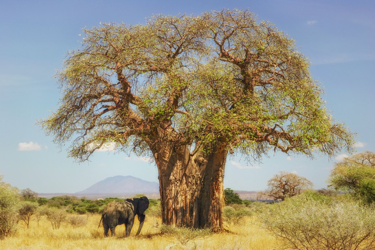 Adansonia digitata баобаб Адансония пальчатая