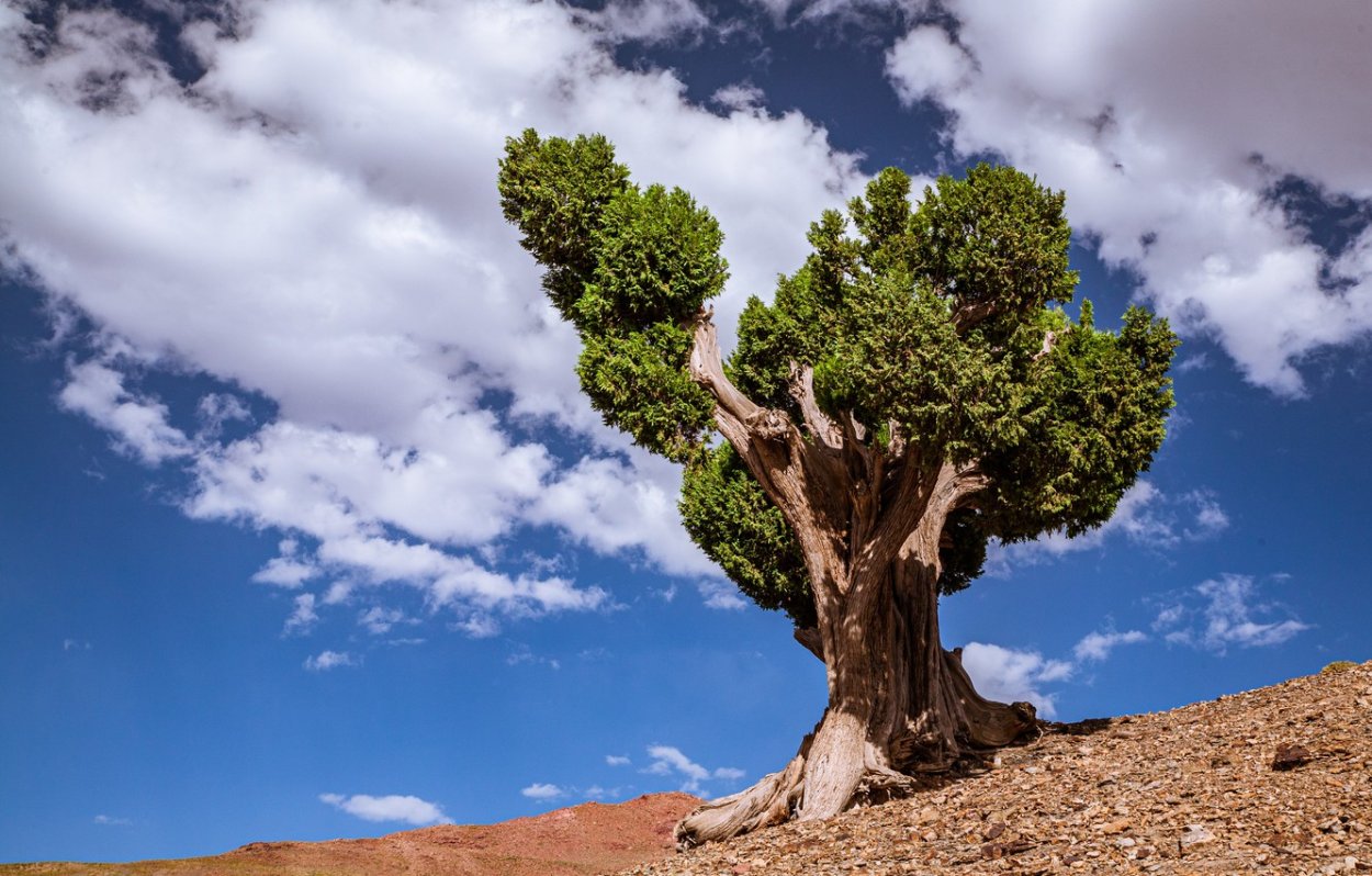 Африка деревья облака