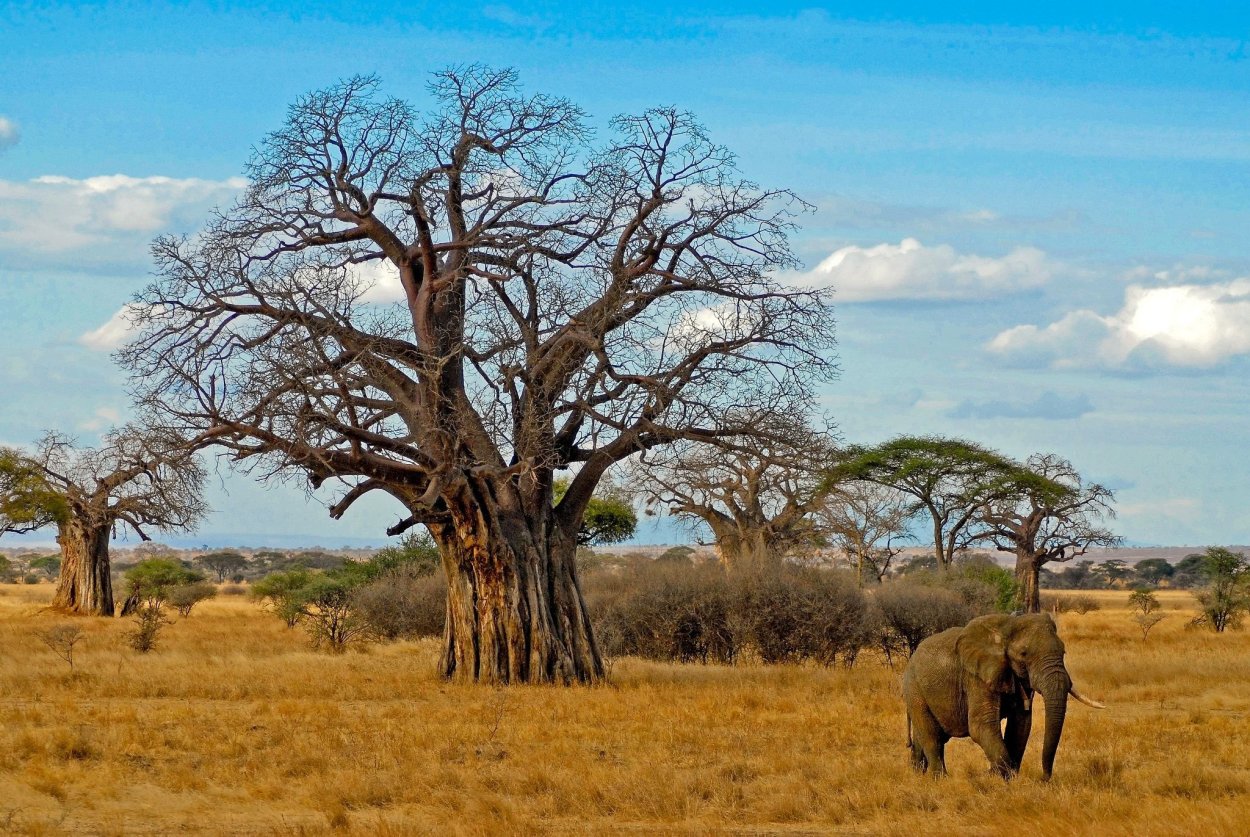 Баобаб в Танзании