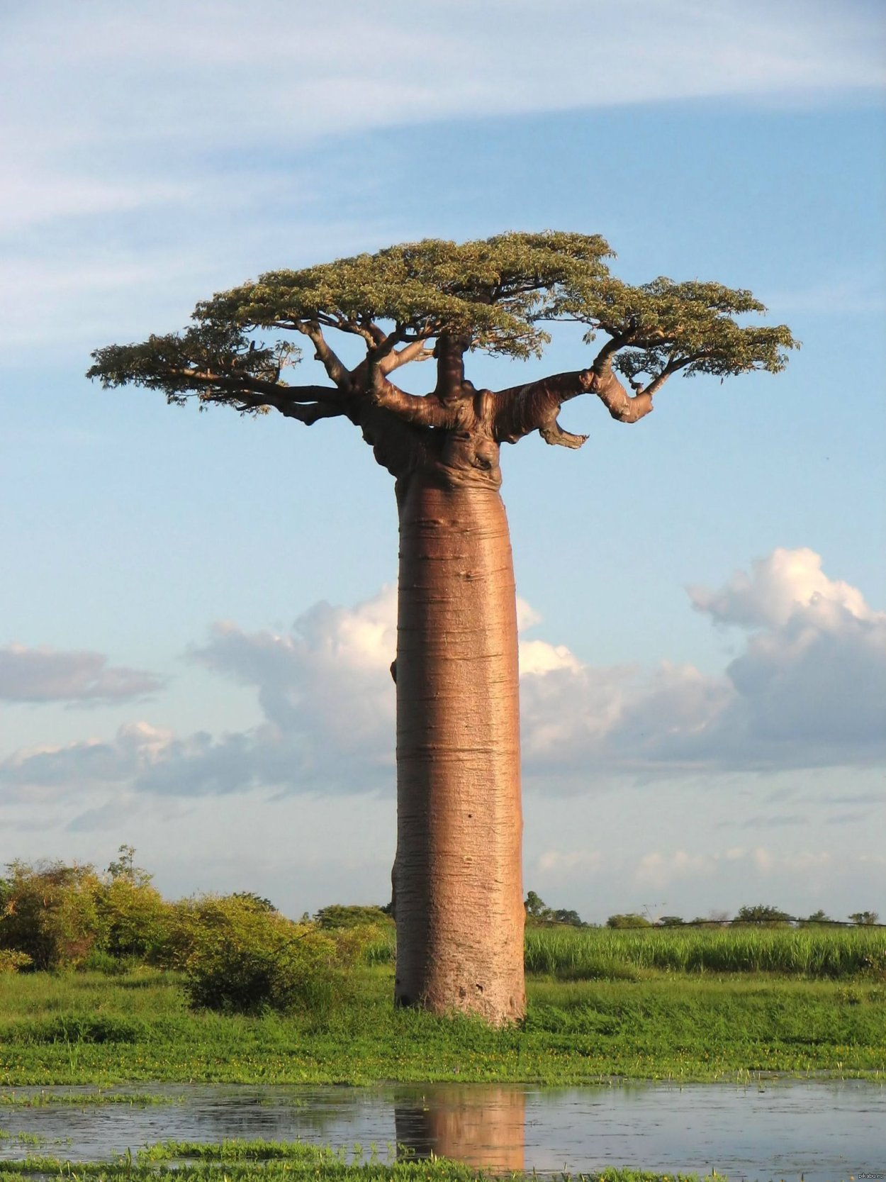 Adansonia digitata баобаб Адансония пальчатая