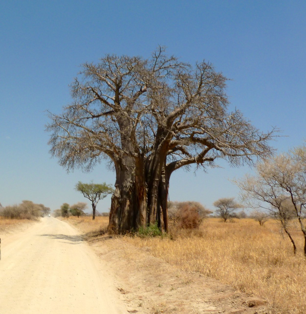Баобаб в Танзании