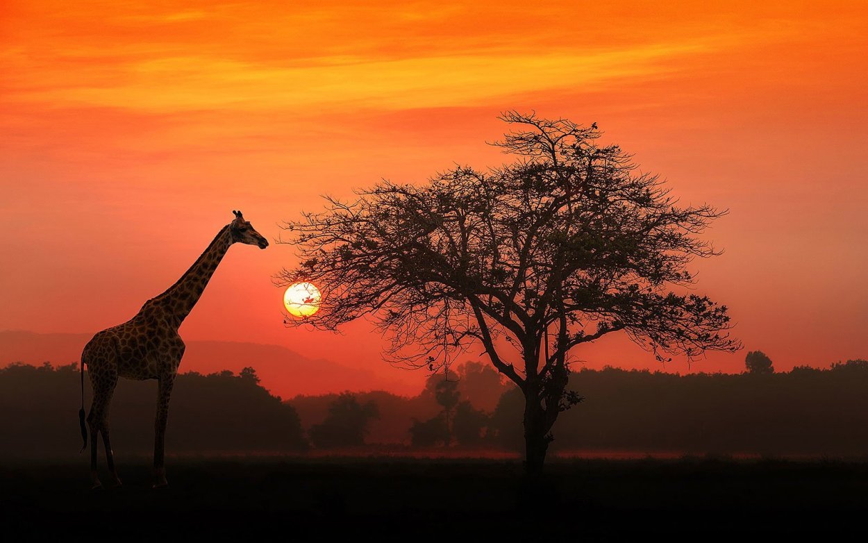 Озеро Чад с жирафами