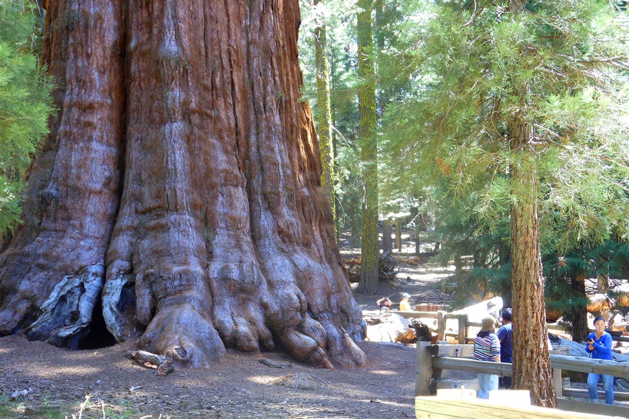 Гигантский австралийский эвкалипт