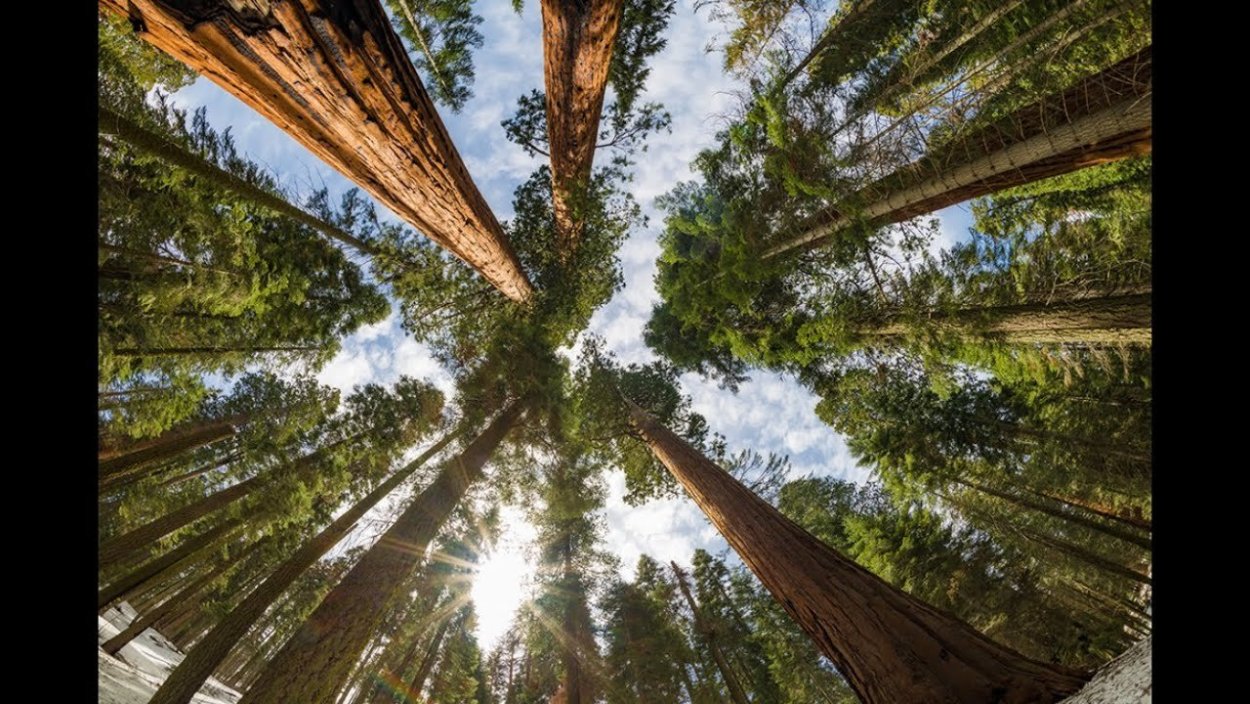 Секвойя Северной Америки