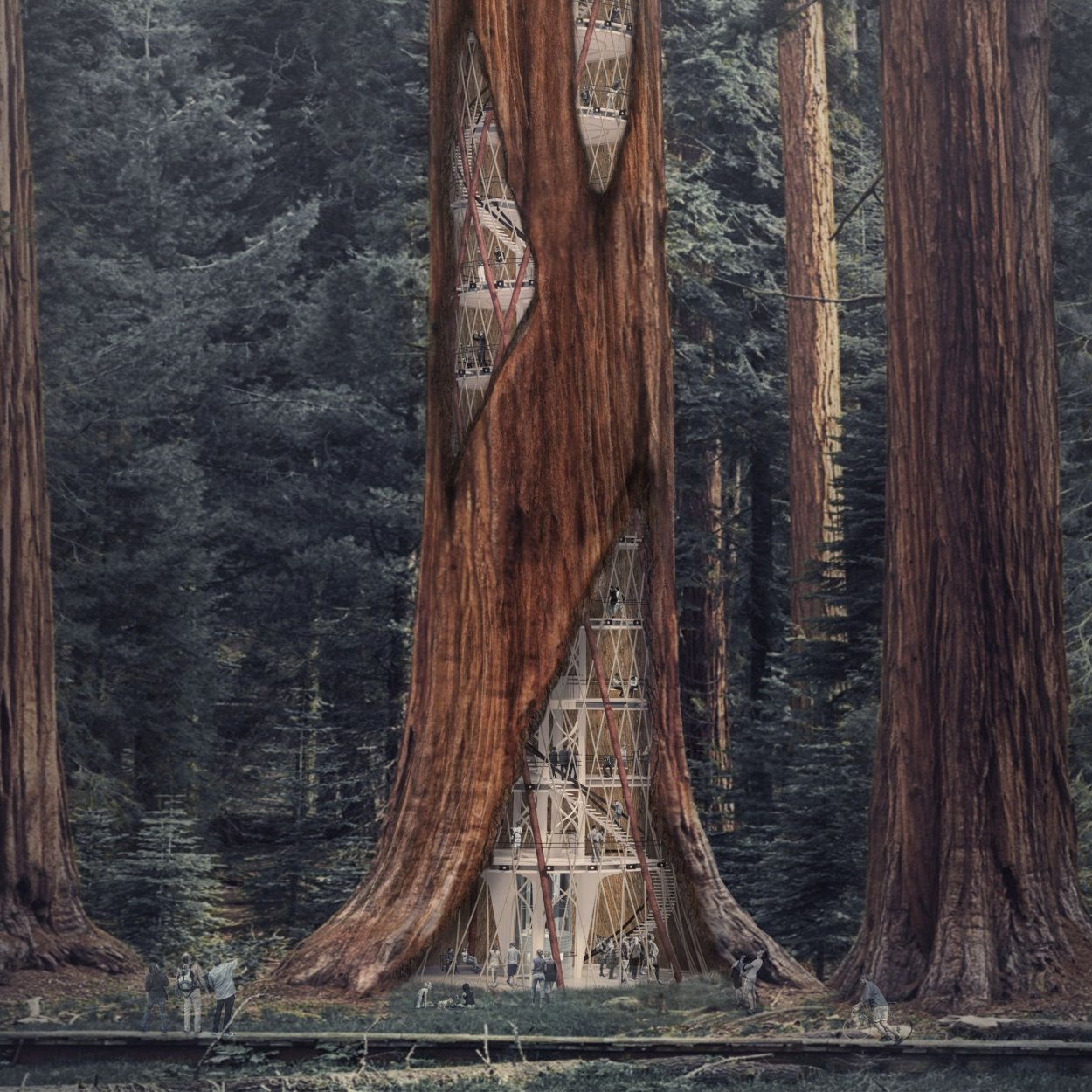 Секвойя дерево