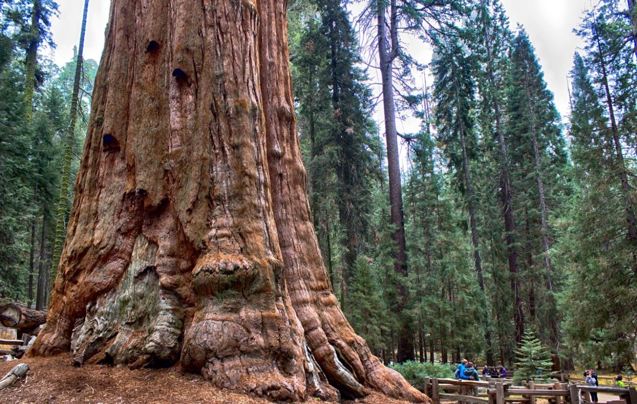 Национальный парк Секвойя США
