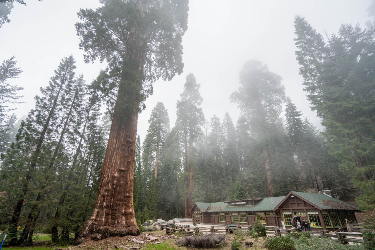 Секвойя это лиственница?
