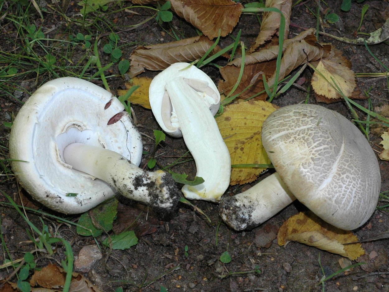 Шампиньон желтокожий Agaricus xanthodermus