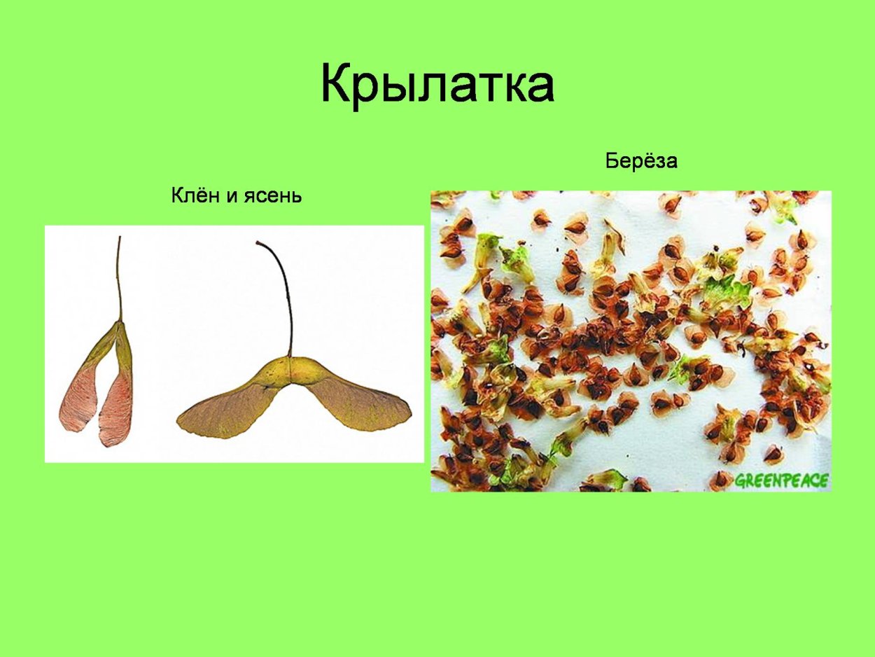 Крылатки – семена клена и ясеня