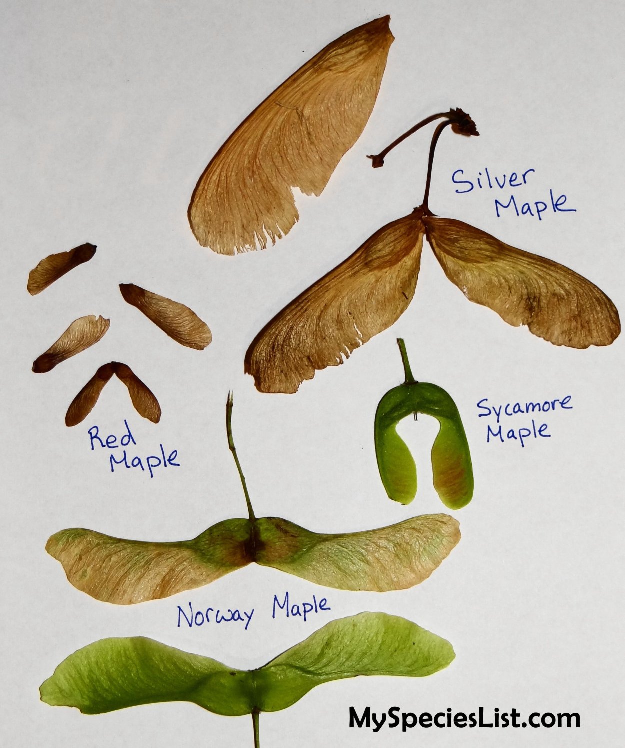 Летающие семена деревьев