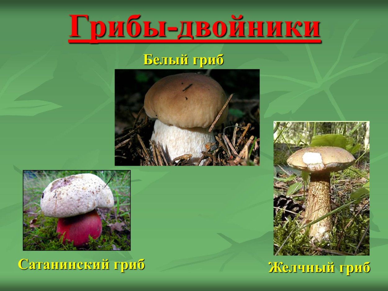 Ядовитый гриб двойник белого гриба название