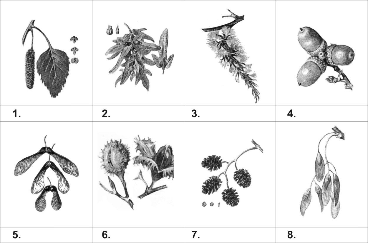 Семена клена раскрасить