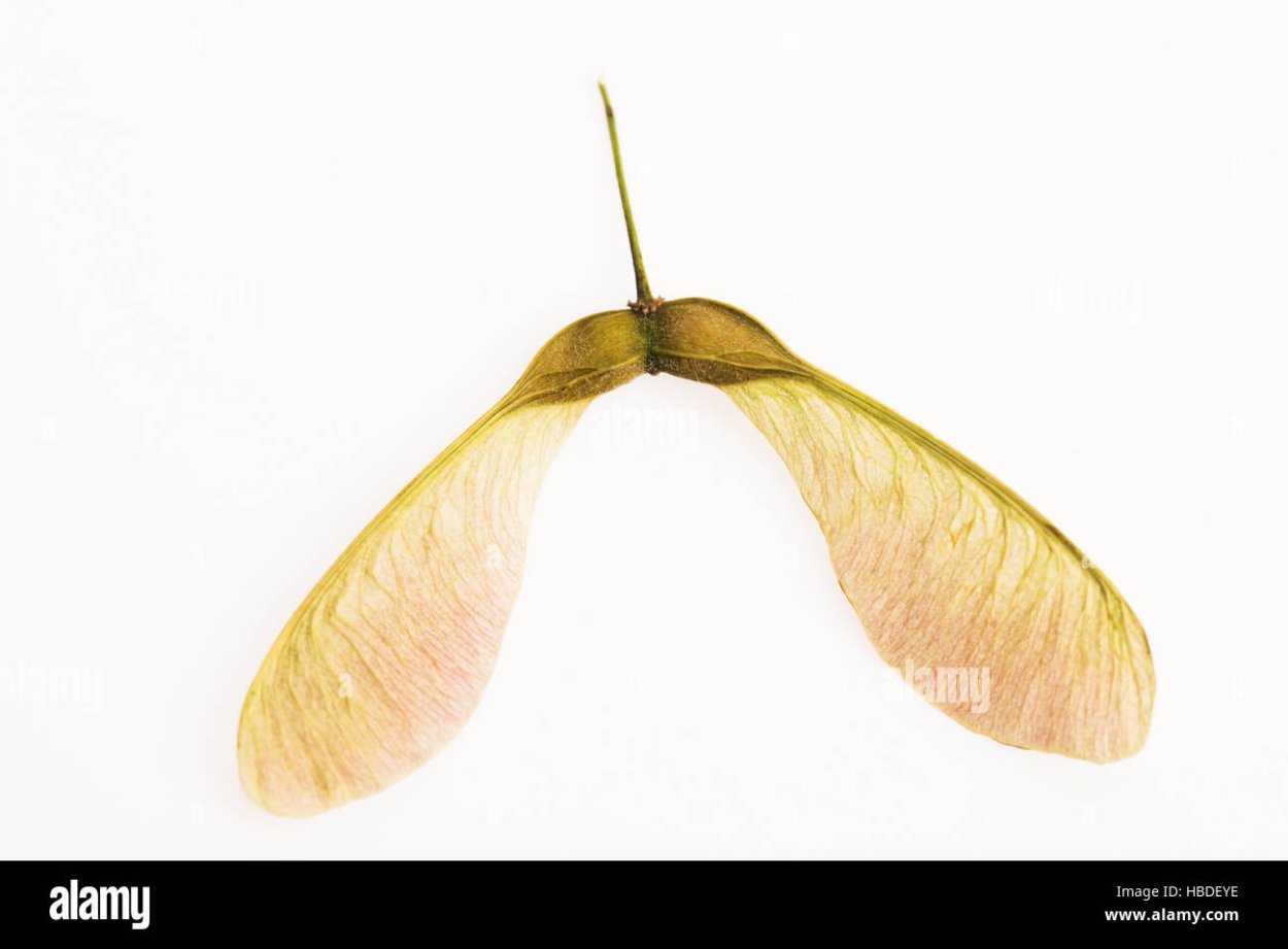 Клен Явор белый Ботанический