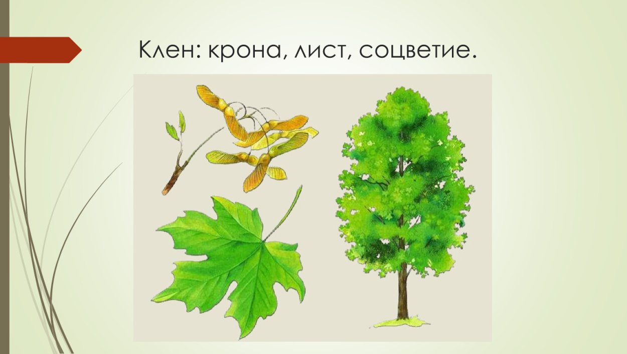 Клен остролистный гинецей