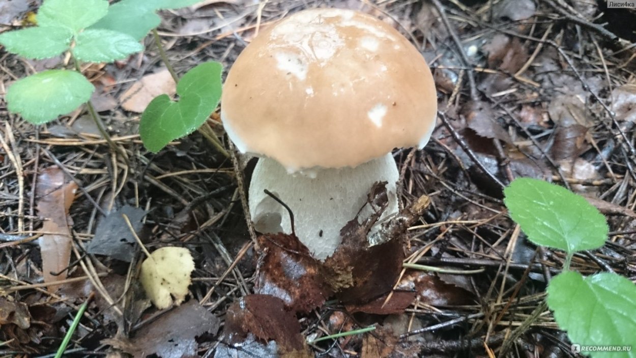 Съедобные грибы и их двойники белый гриб