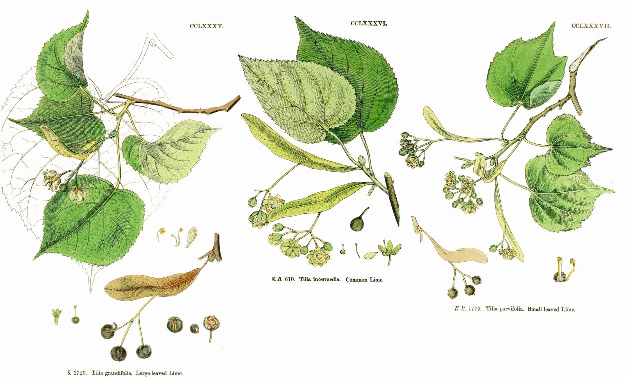 Семена Крылатки клена