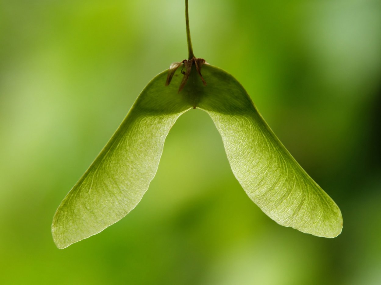 Крылатка плод рисунок