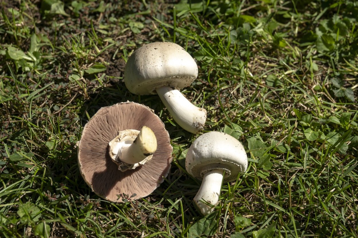 Шампиньон тротуарный