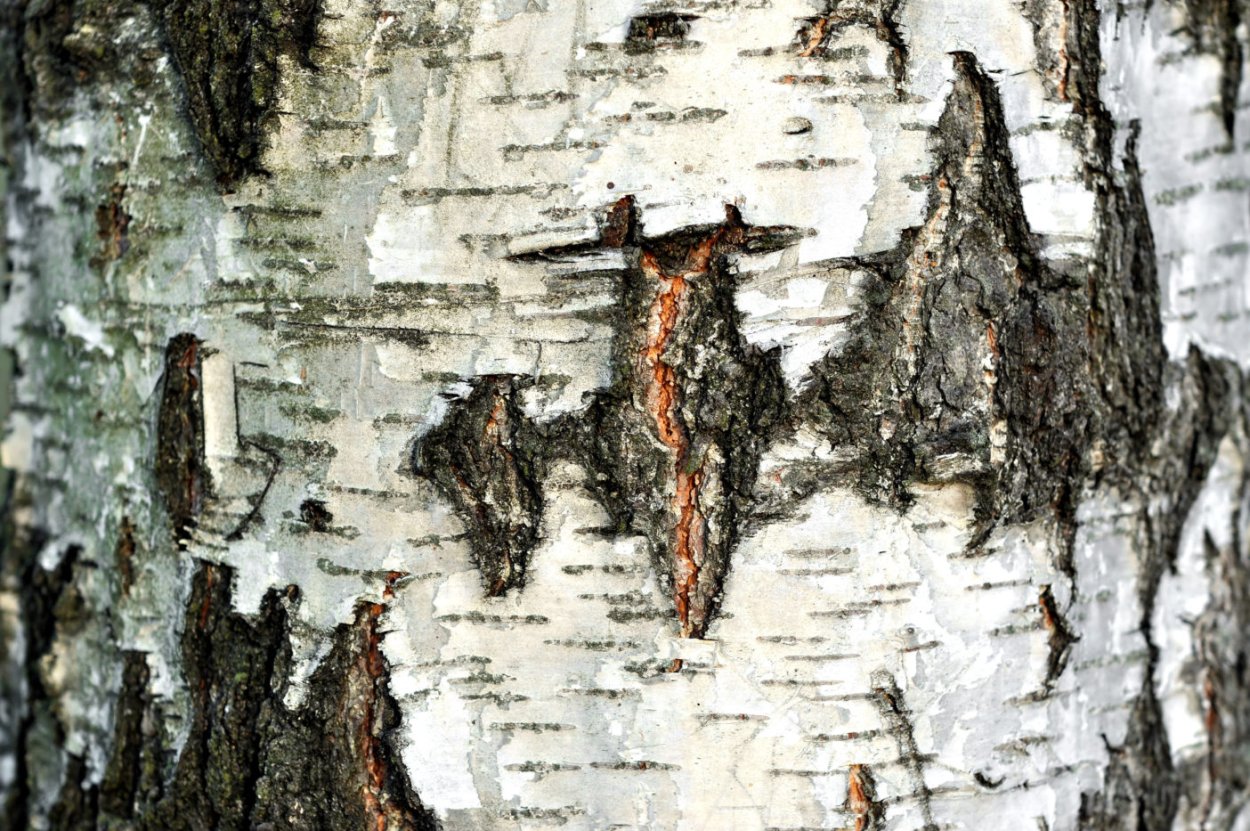 Фреска Березовая кора