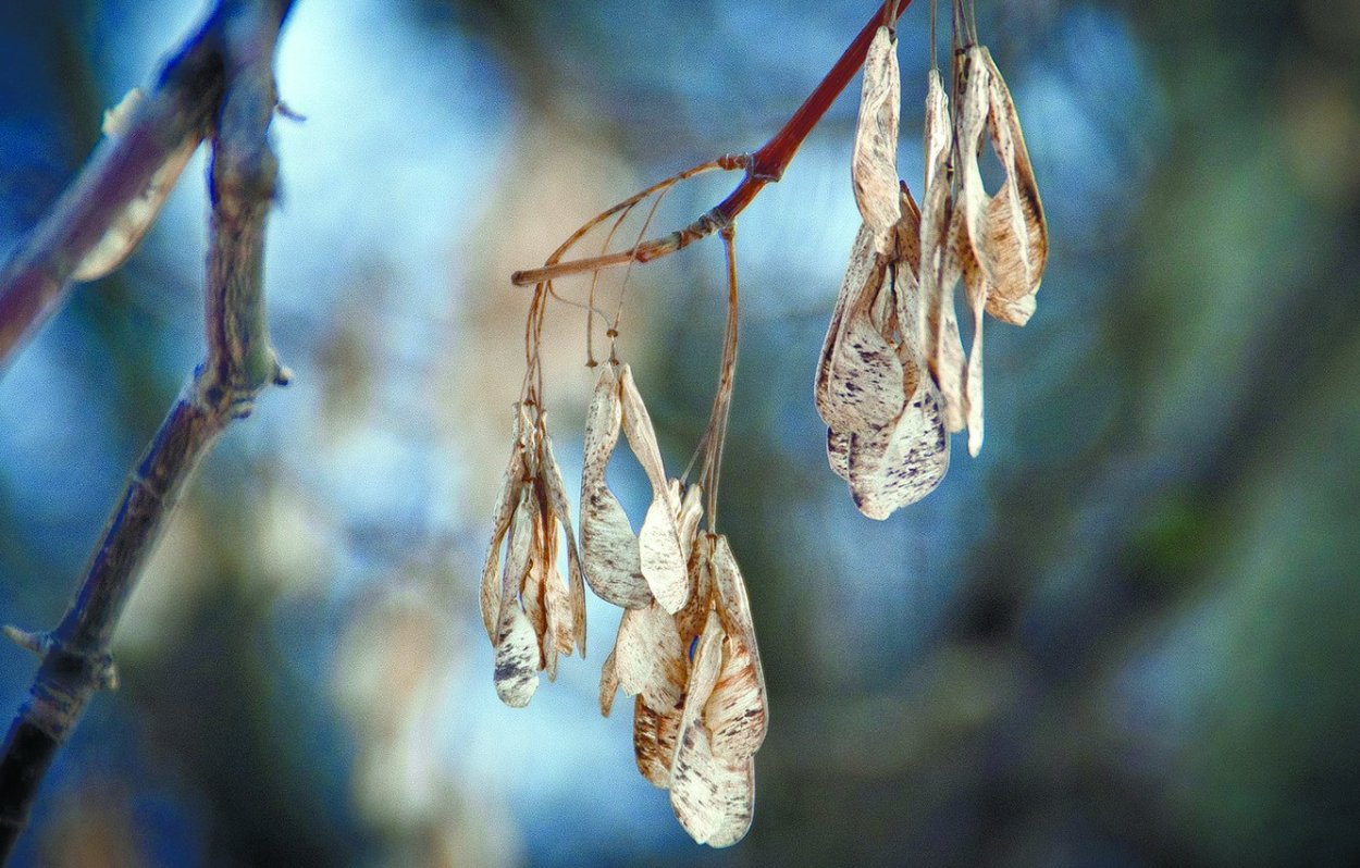 Семена липы крупнолистной