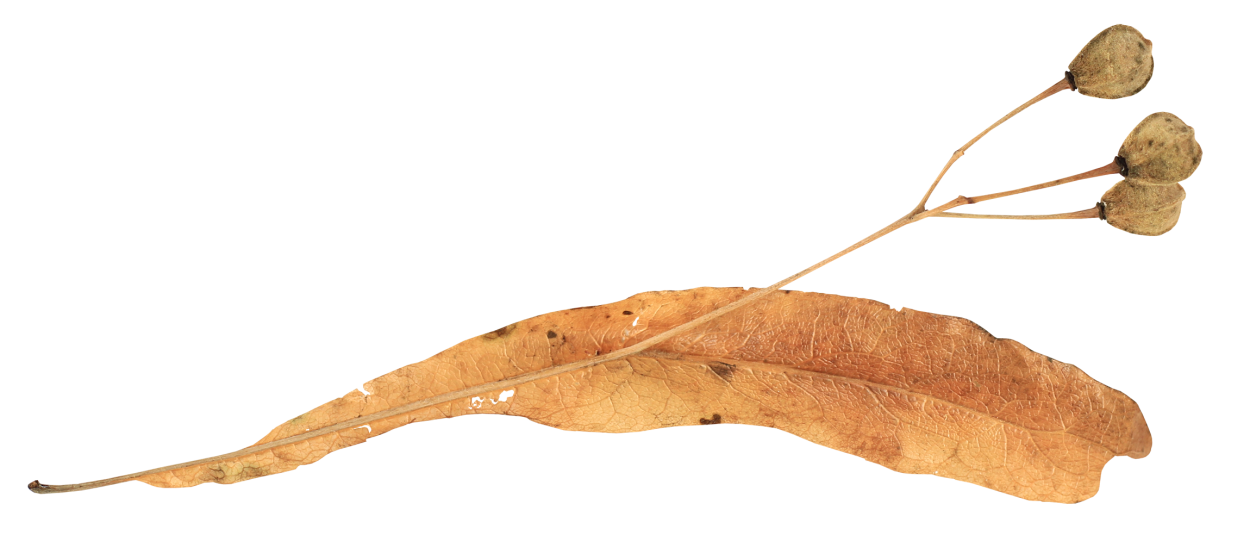 Крылатка плод клена