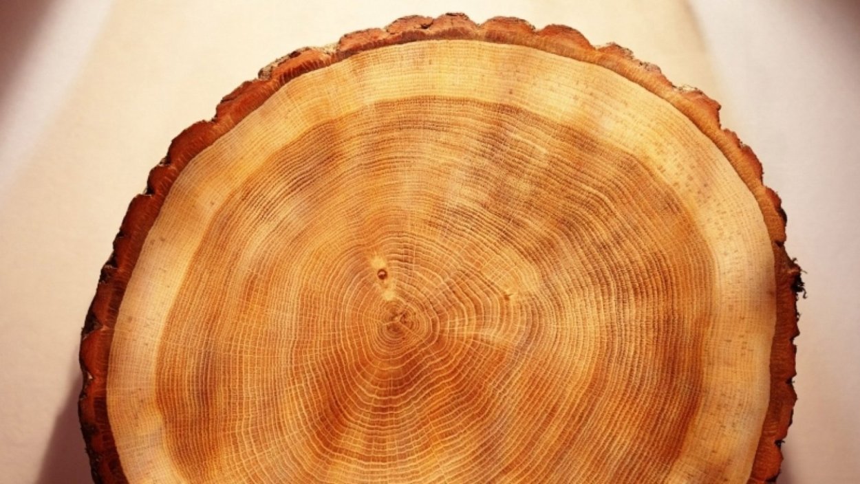 Поперечный спил кедра
