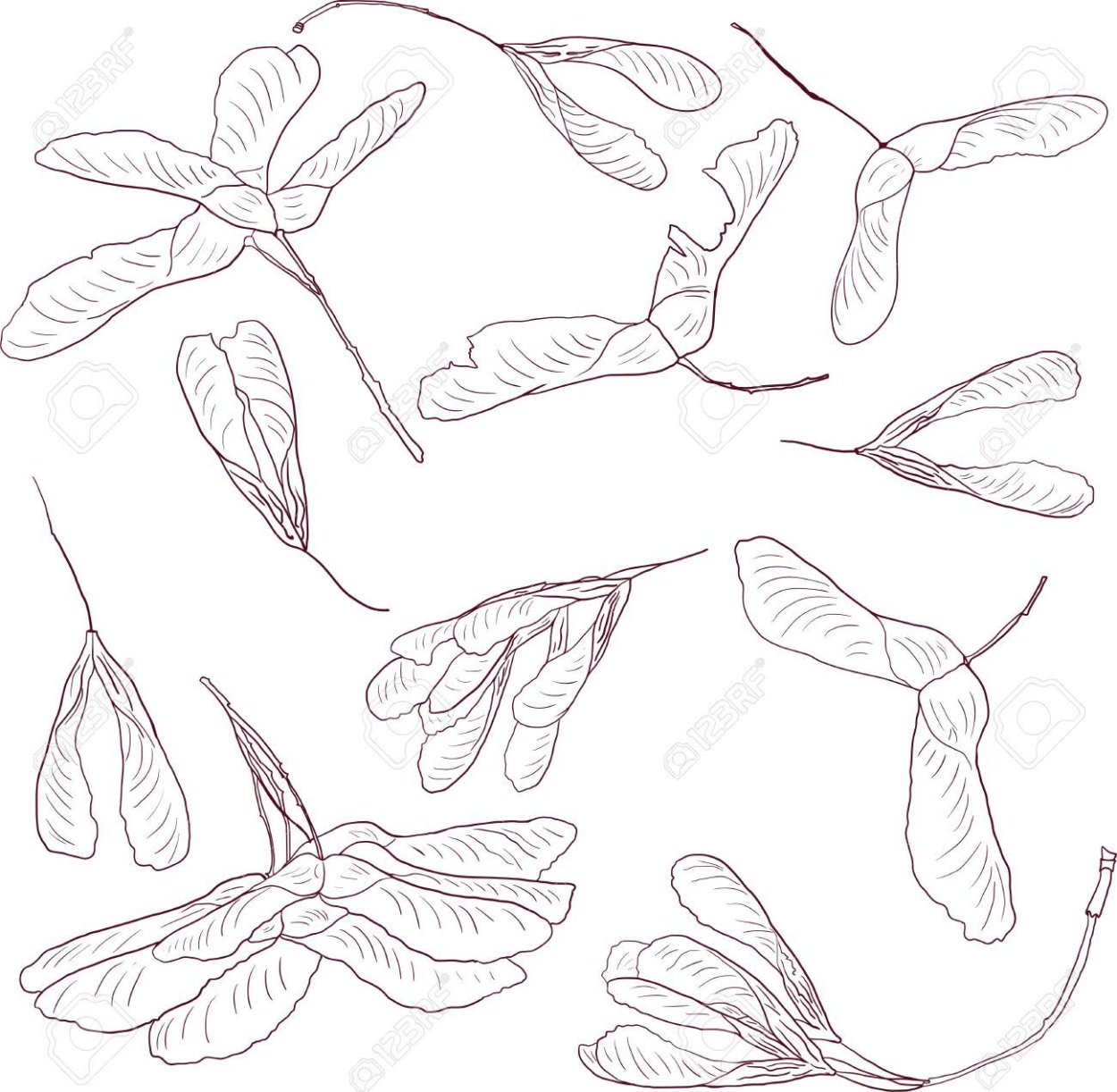 Семена ясеня на белом фоне