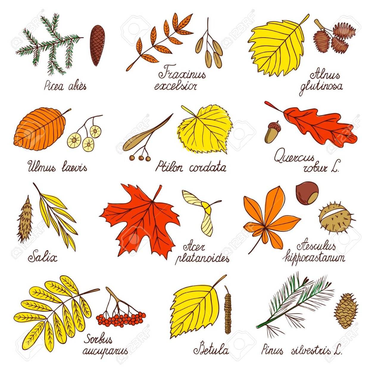 Семена клёна вертушки