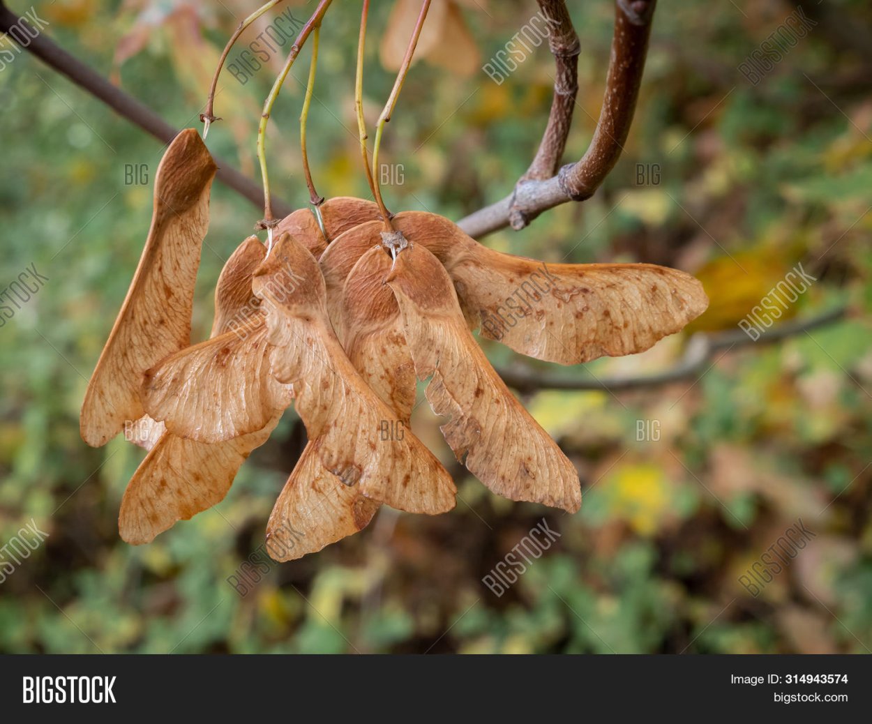 Крылатка плод клена