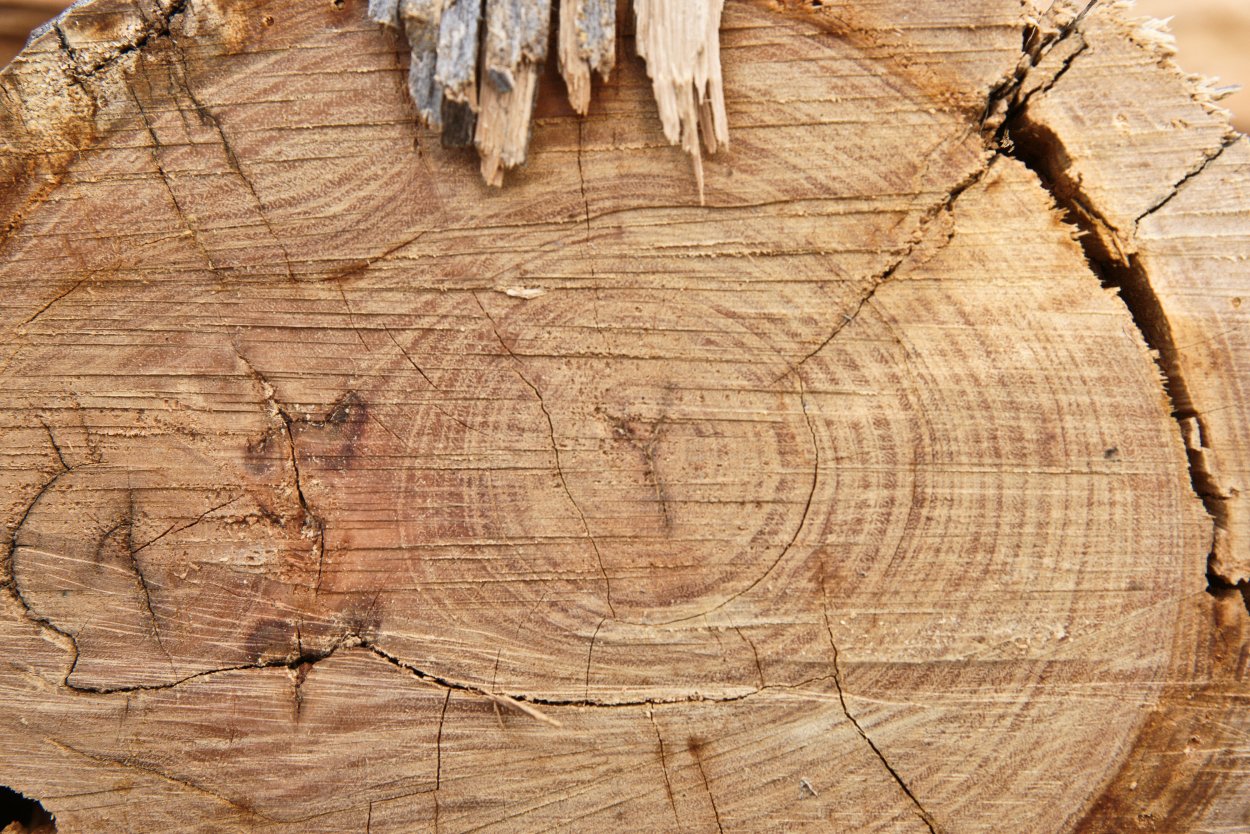 Текстура срезанного дерева