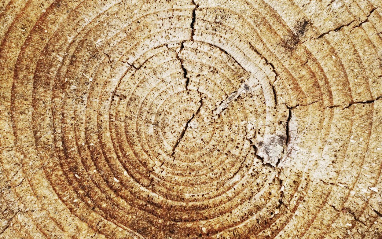 Леонардо да Винчи годичные кольца