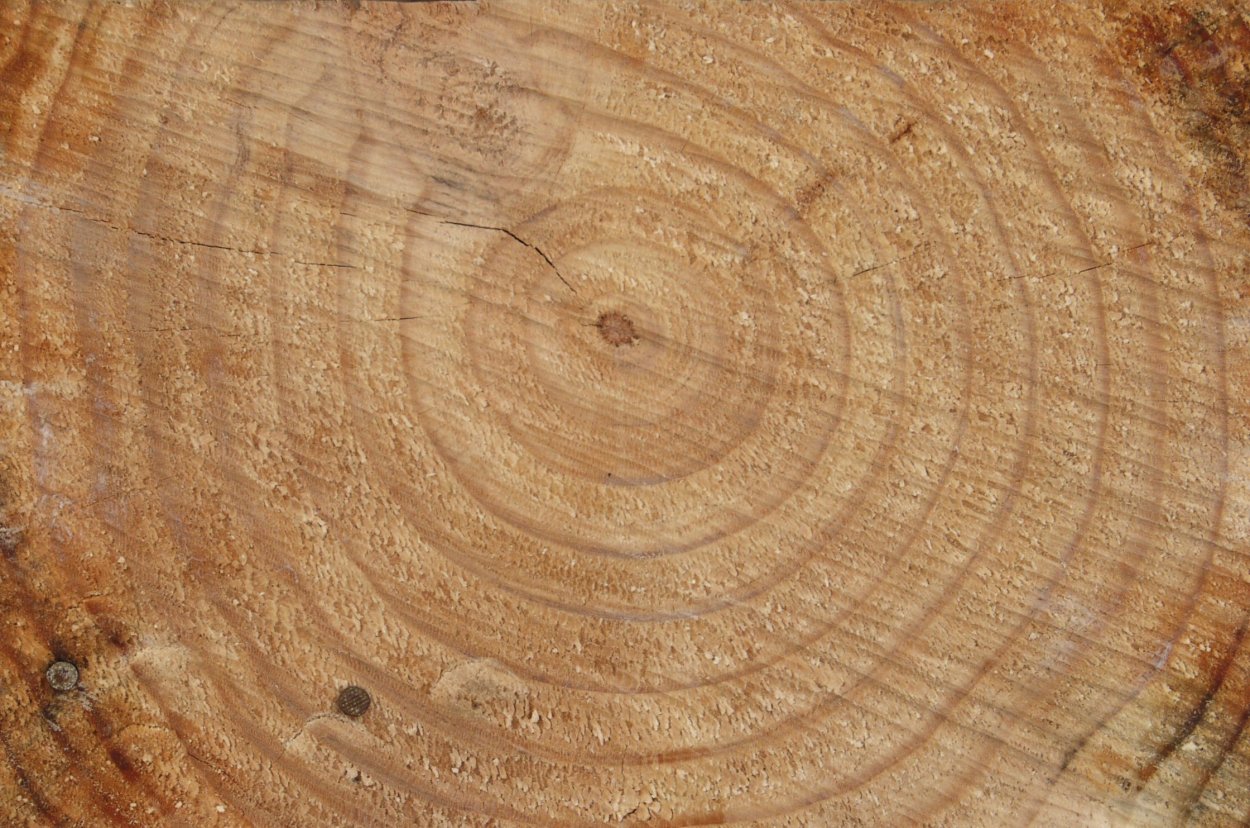 Срез дерева