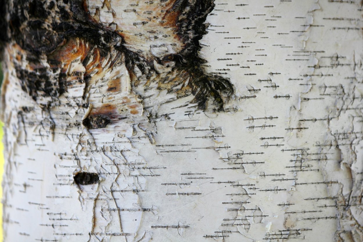 Структура дерева