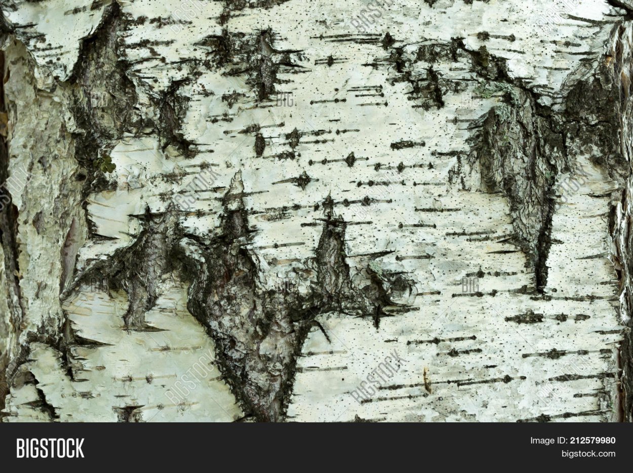 Текстура берёзы внутри