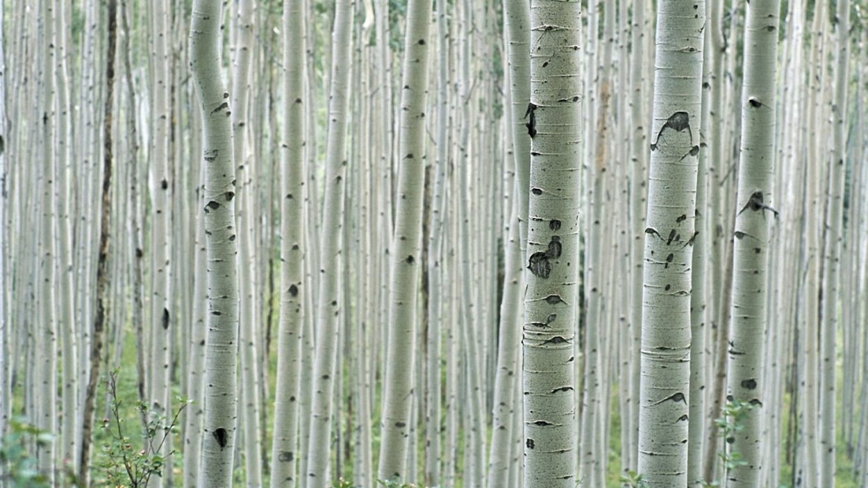 Дерево осина и береза