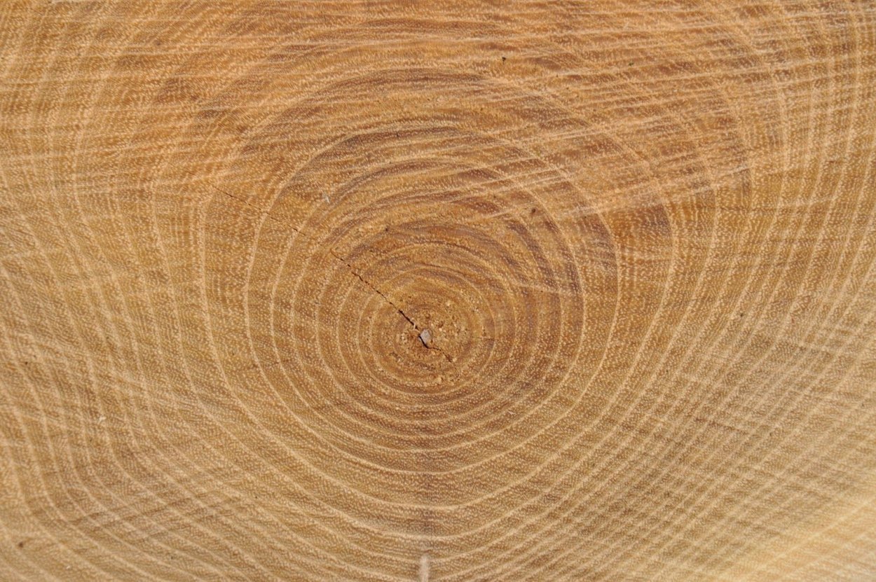 Дерево в разрезе