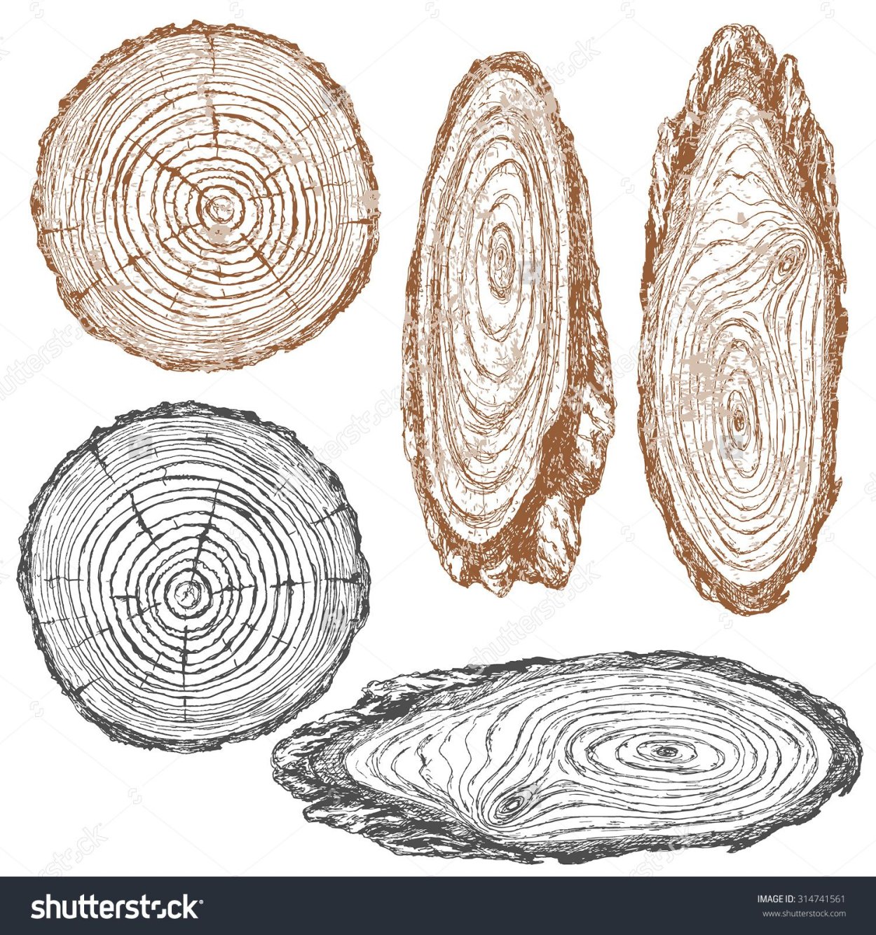 Срез дерева вектор