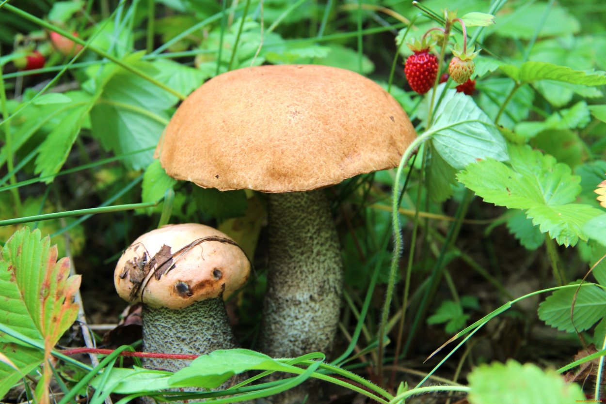 Gallenröhrling гриб