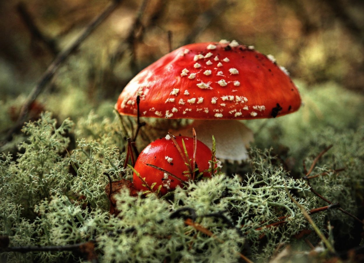 Грибники Эстонии