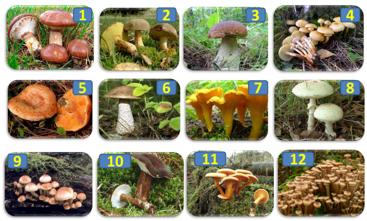 Плакат съедобные и несъедобные грибы для детей