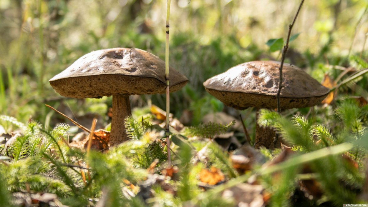 Ядовитые грибы в Подмосковье
