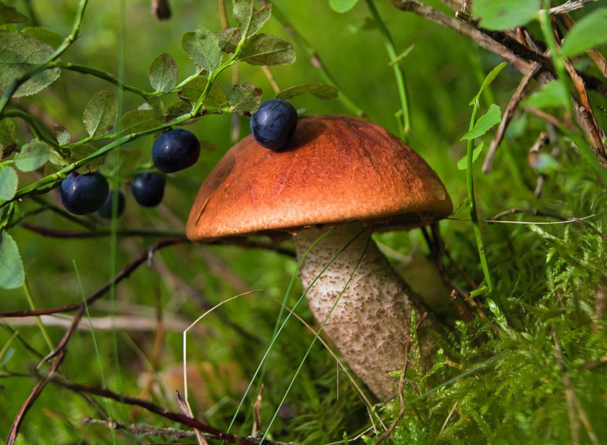 Грибы Новосибирской области фото