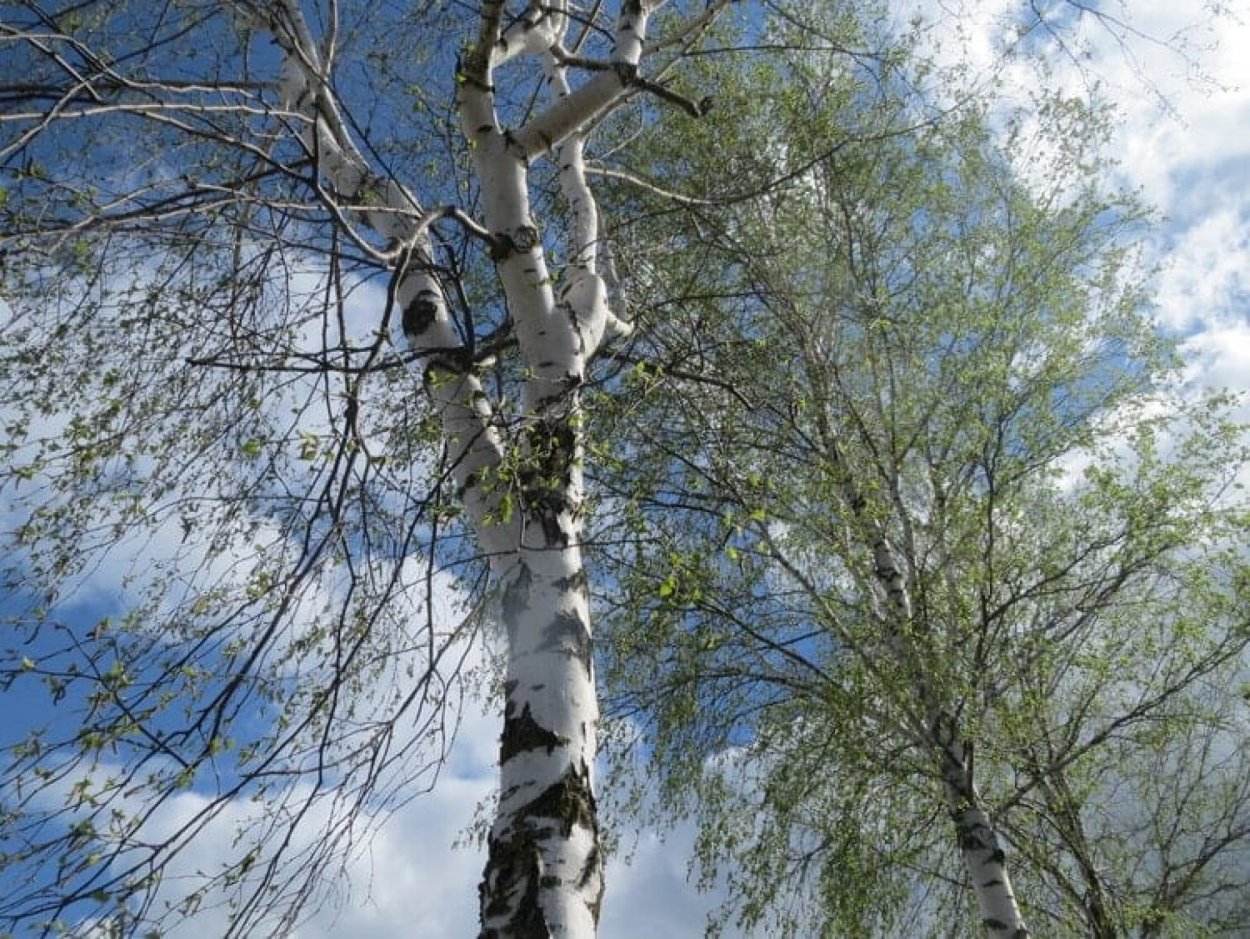 Венок из веток